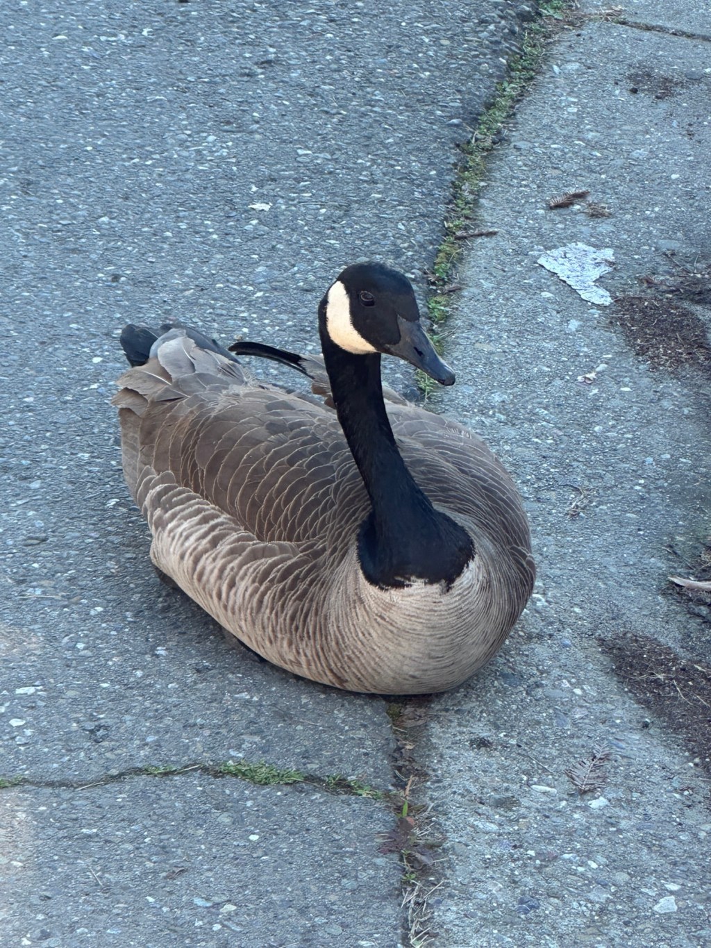 Manifesting Generator